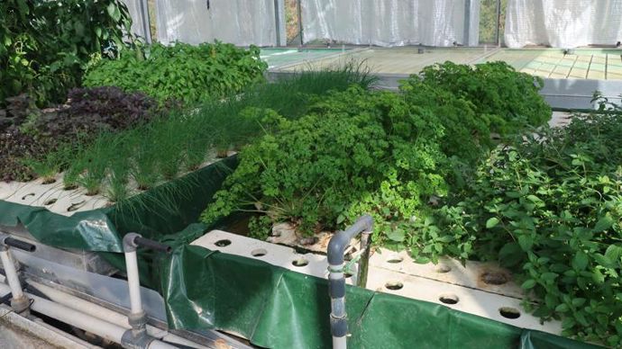 Diverses aromatiques ont fait leurs preuves en cultures aquaponiques. Productions au Ratho à Brindas, en 2018. ©Odile Maillard